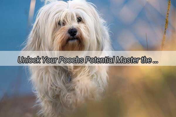 Unlock Your Poochs Potential Master the Art of Barking and Tricks